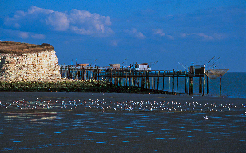 Carrelets et mouettes